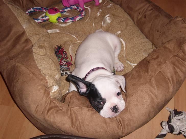 Fransk bulldog Cousteau billede 2