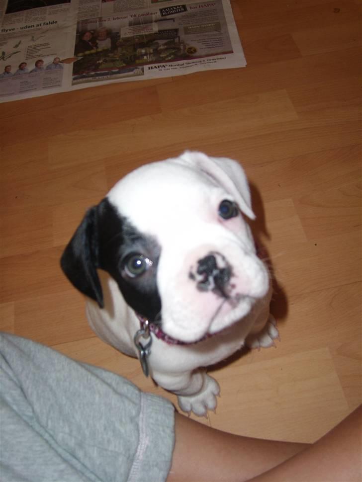 Fransk bulldog Cousteau billede 3