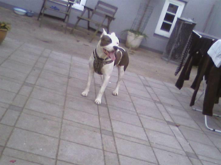 Amerikansk staffordshire terrier paco billede 1