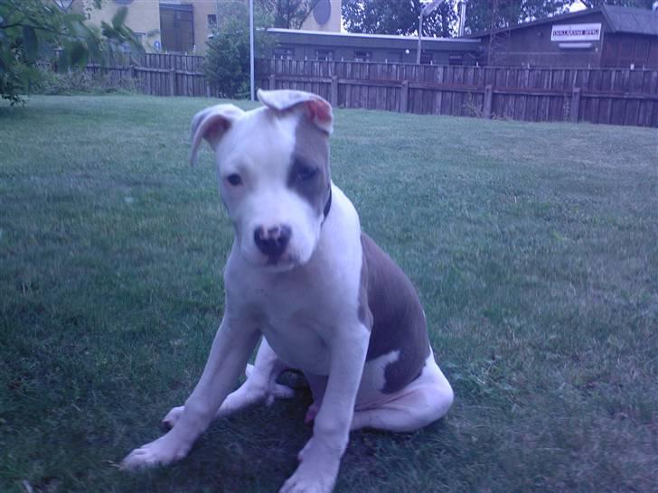 Amerikansk staffordshire terrier paco billede 2