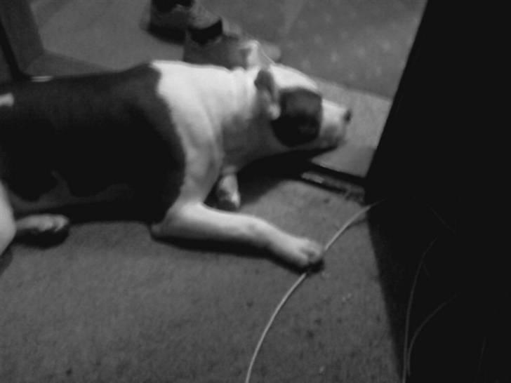 Amerikansk staffordshire terrier paco billede 4