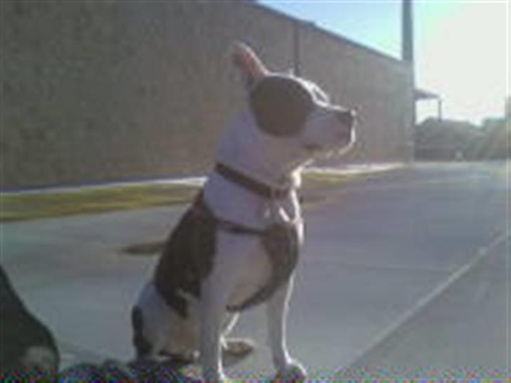 Amerikansk staffordshire terrier paco billede 5