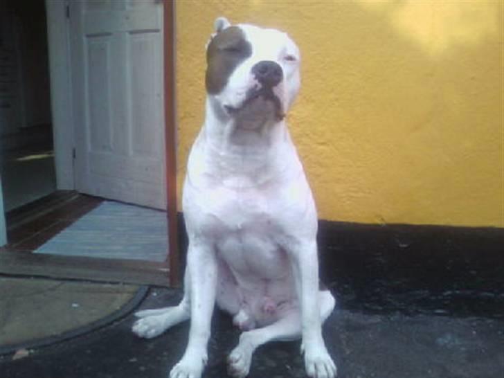 Amerikansk staffordshire terrier paco billede 6