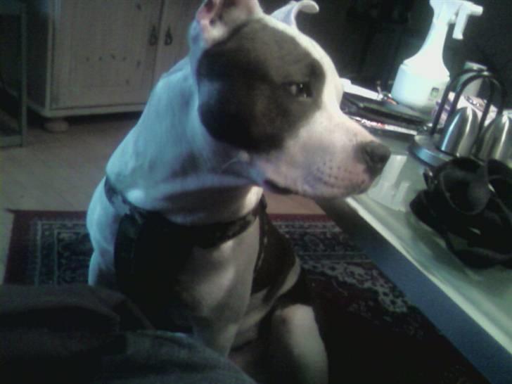 Amerikansk staffordshire terrier paco billede 7