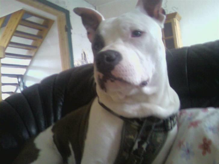 Amerikansk staffordshire terrier paco billede 8