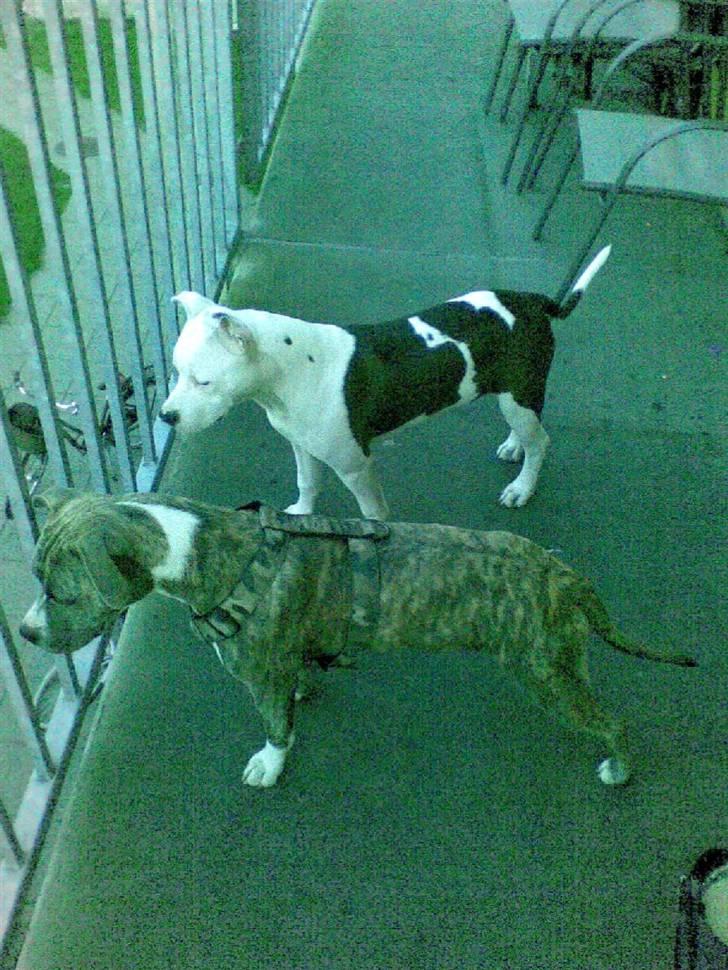 Amerikansk staffordshire terrier paco billede 9