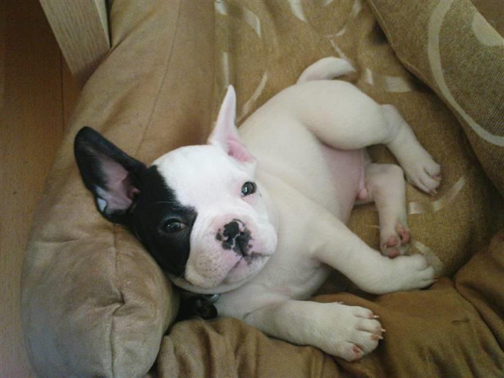 Fransk bulldog Cousteau billede 4