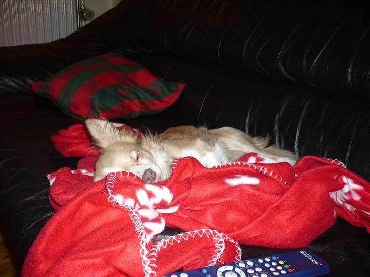 Chihuahua Bailey billede 12