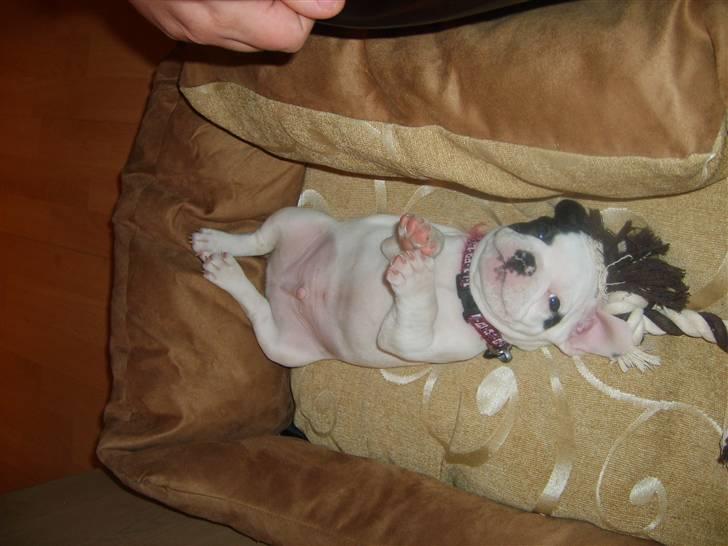 Fransk bulldog Cousteau billede 5