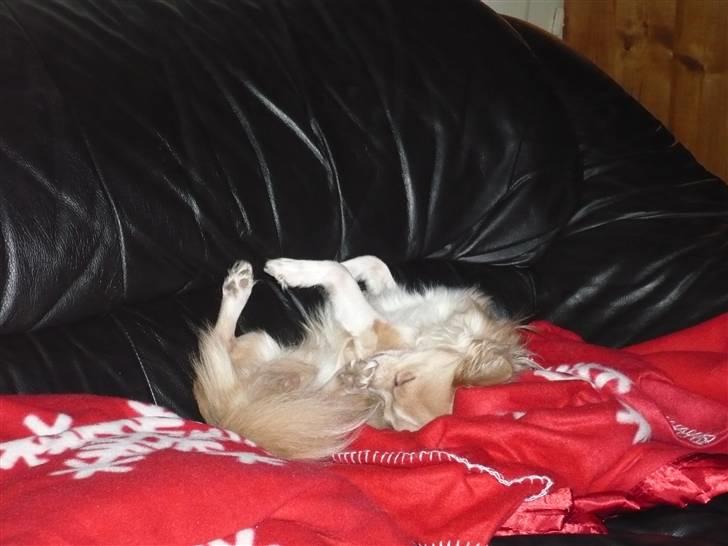 Chihuahua Bailey billede 13