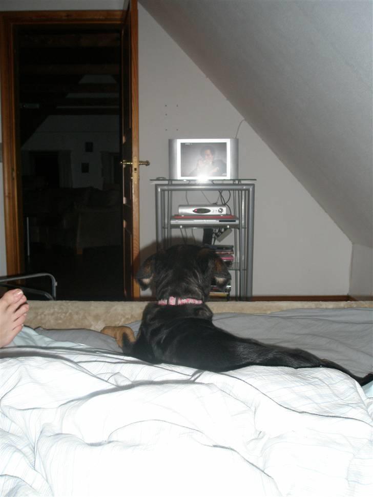 Rottweiler Speedy - Elsker at se fjernsyn, fra sengen af... billede 6