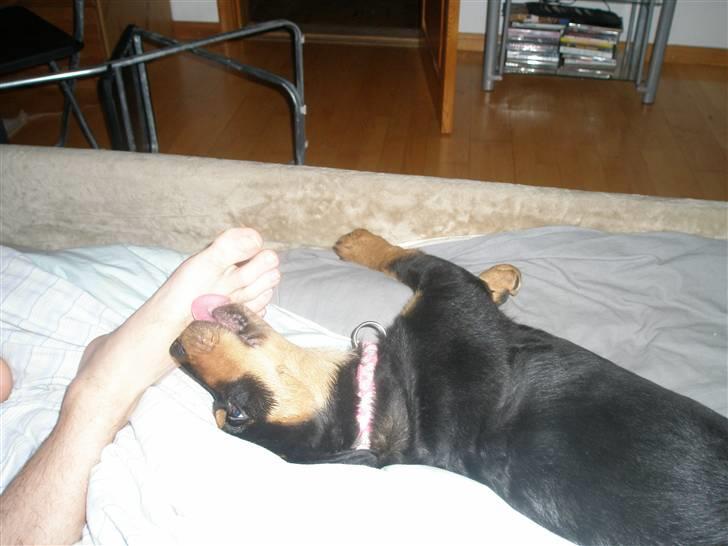 Rottweiler Speedy billede 7