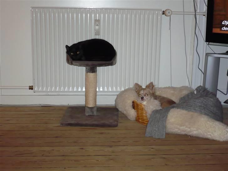 Chihuahua Bailey billede 15