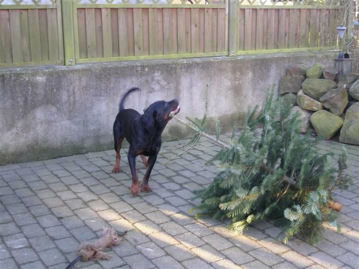 Rottweiler Rocky billede 13