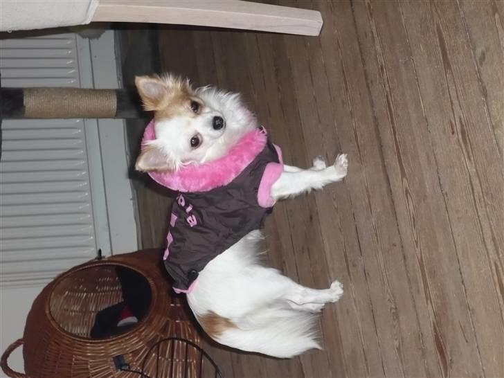 Chihuahua Bailey billede 16