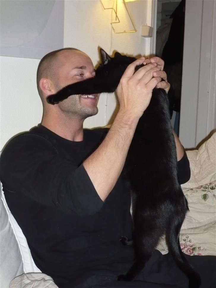 Chihuahua Bailey billede 17