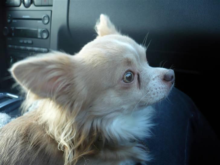 Chihuahua Bailey billede 18