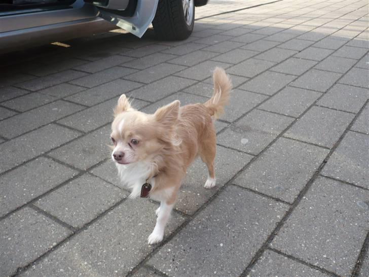 Chihuahua Bailey billede 19