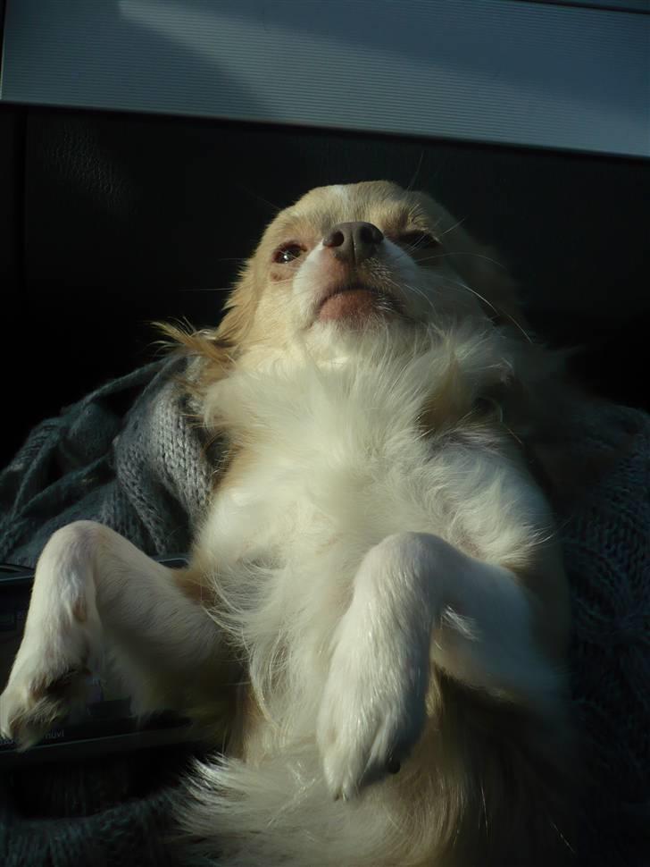 Chihuahua Bailey billede 20