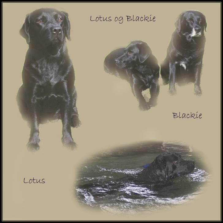 Labrador retriever KBHVV2017 Lotus. Hvil i fred, skønneste Tussemor billede 18