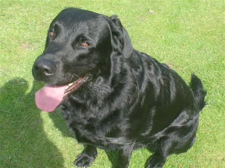 Blanding af racer Bundi. (Spydi) - den smukke. billede 1