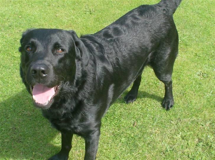 Blanding af racer Bundi. (Spydi) - legesyge bundi. (: billede 2