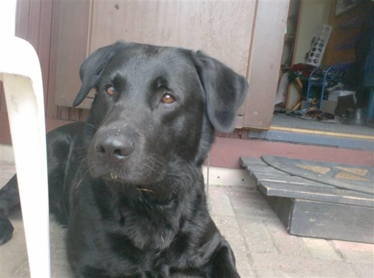 Blanding af racer Bundi. (Spydi) - hov, hvad er det? billede 3