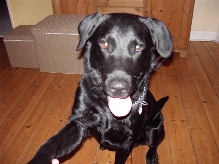 Blanding af racer Bundi. (Spydi) - giver potte. :D billede 4