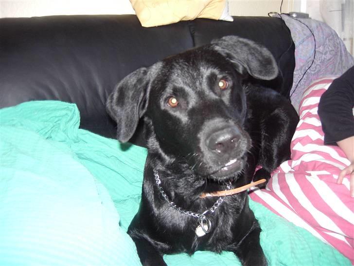 Blanding af racer Bundi. (Spydi) - Er jeg ikke sød? billede 5