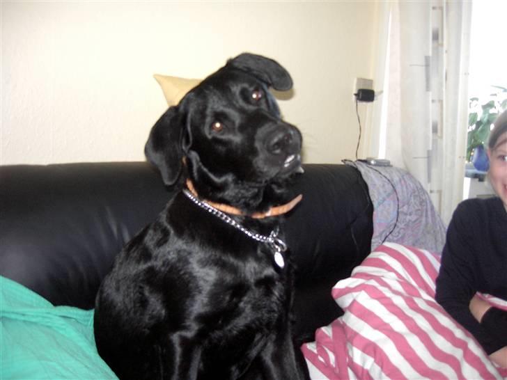 Blanding af racer Bundi. (Spydi) - se mig. :D billede 6