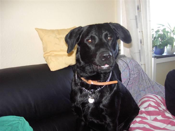 Blanding af racer Bundi. (Spydi) - sidder i sofaen, selv om jeg ikke må. (: billede 7