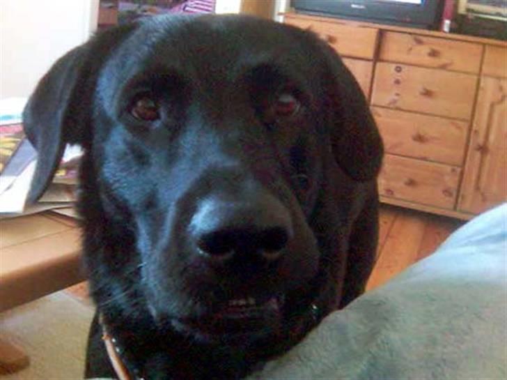 Blanding af racer Bundi. (Spydi) - lille bundi billede 8