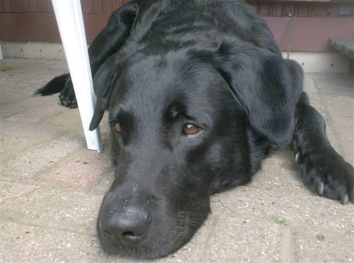 Blanding af racer Bundi. (Spydi) - cutie. billede 9