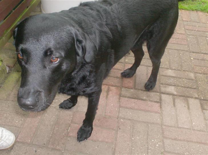 Blanding af racer Bundi. (Spydi) - Nuttet? billede 10