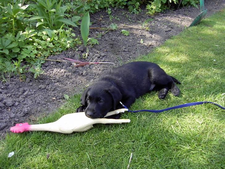 Blanding af racer Bundi. (Spydi) - hvalp. :D :D billede 11