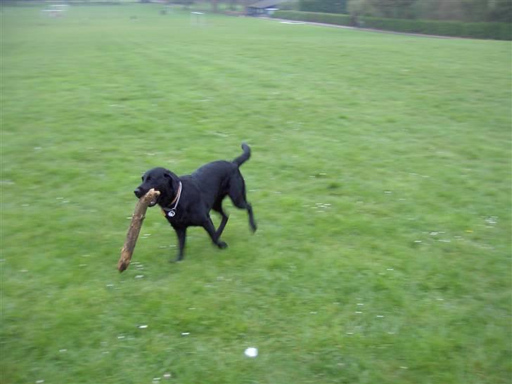 Blanding af racer Bundi. (Spydi) - leg i parken. :) billede 12