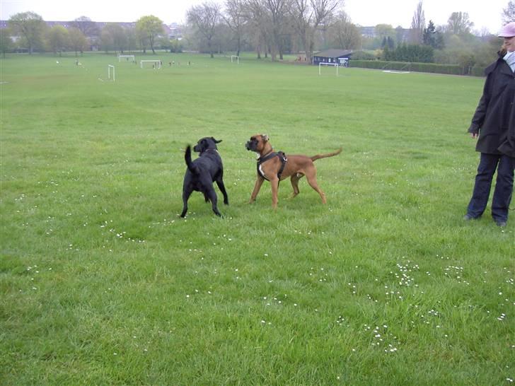 Blanding af racer Bundi. (Spydi) - bundi og willy. (hans gamle lege kammerat) billede 13