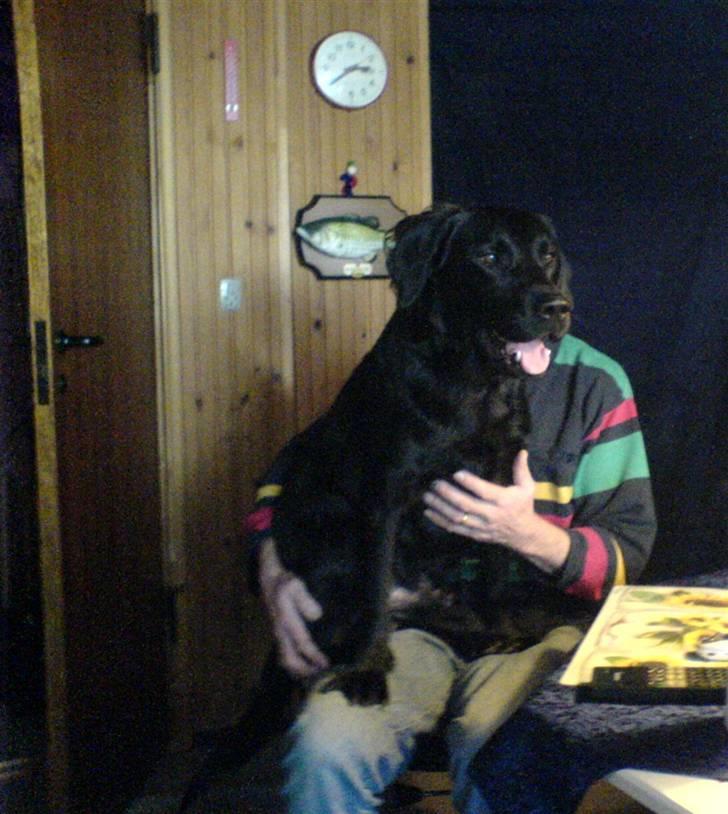 Blanding af racer Bundi. (Spydi) - skødehund. <3 billede 14