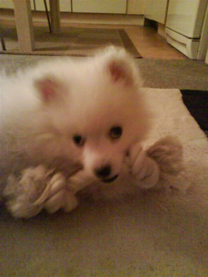 Japansk spids balou i himmelen 2008 :(  billede 1