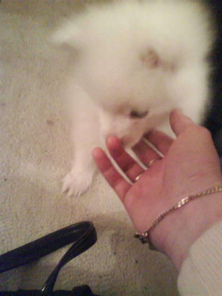 Japansk spids balou i himmelen 2008 :(  billede 2