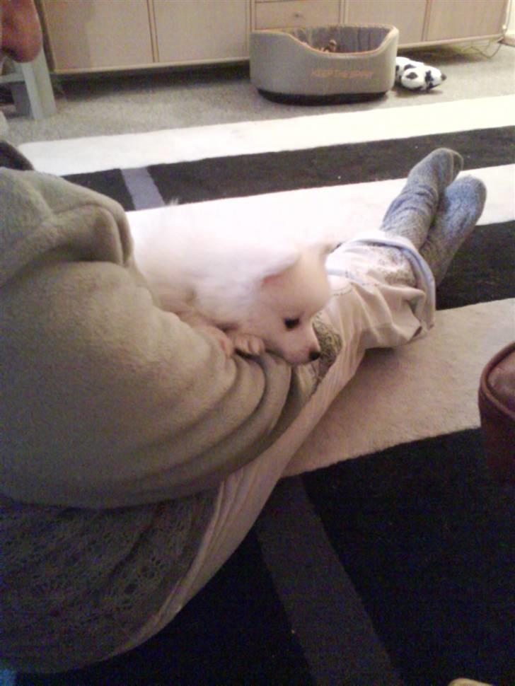 Japansk spids balou i himmelen 2008 :(  billede 3