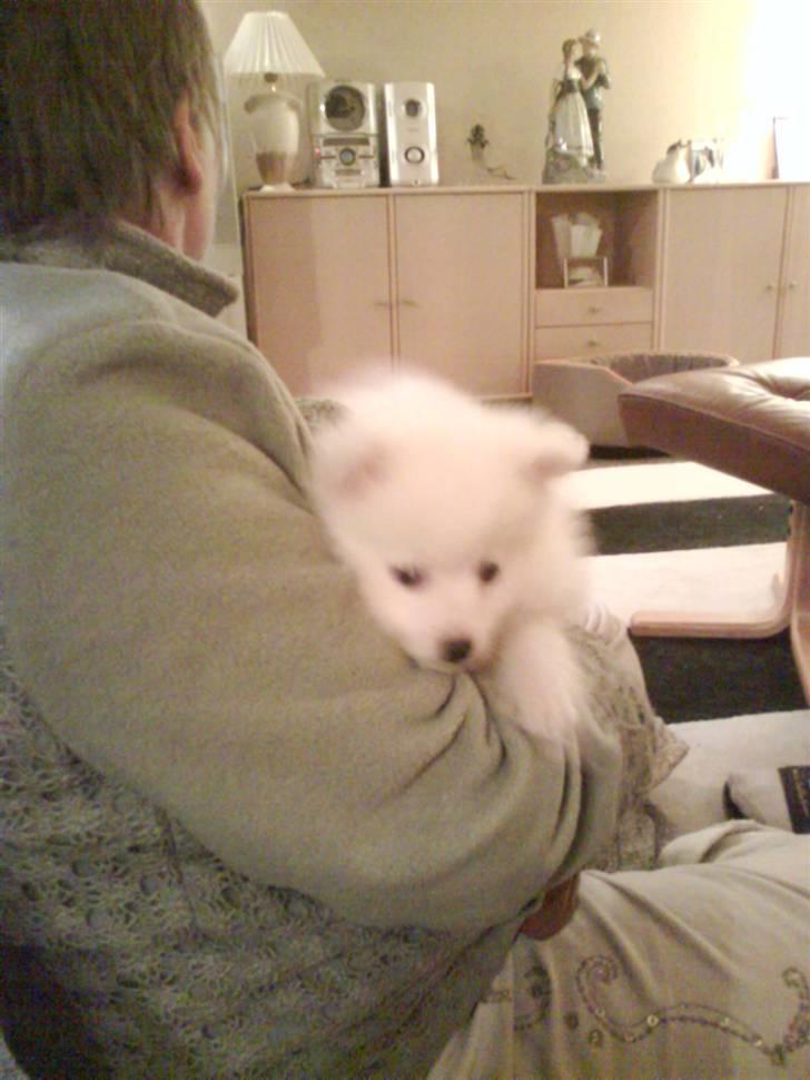 Japansk spids balou i himmelen 2008 :(  billede 4