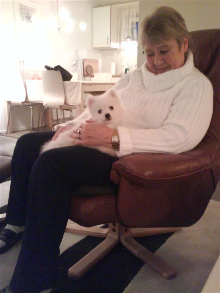 Japansk spids balou i himmelen 2008 :(  billede 5