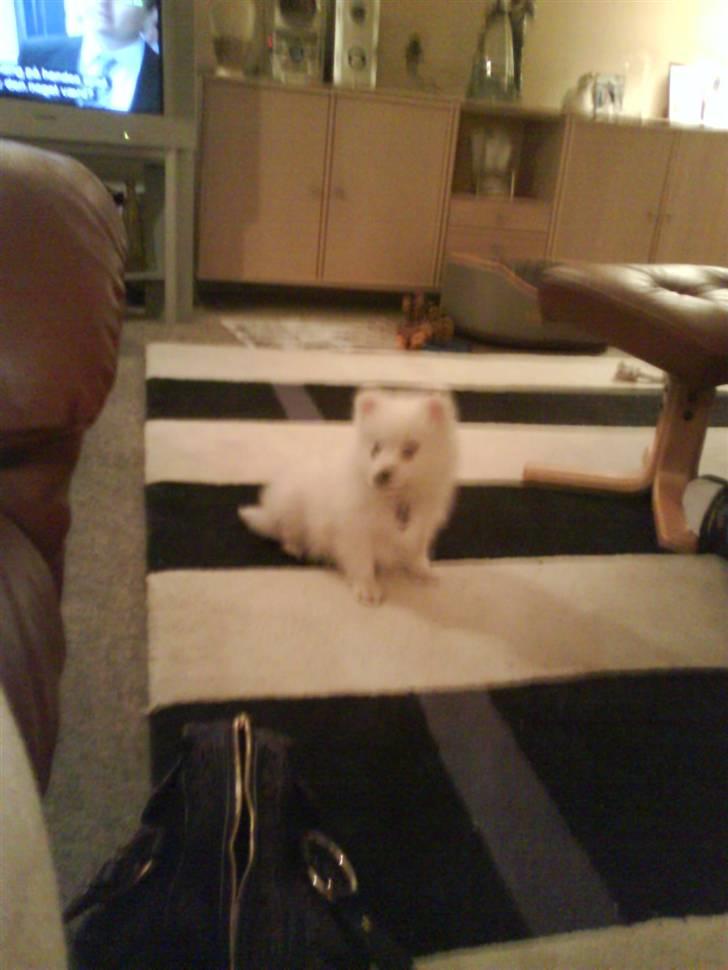 Japansk spids balou i himmelen 2008 :(  billede 6