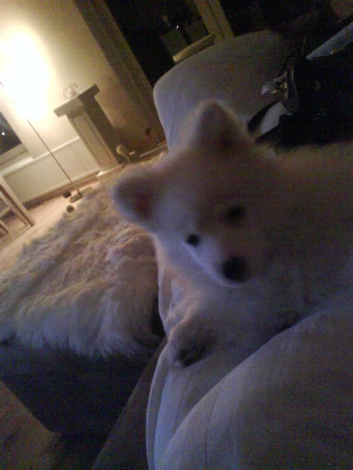 Japansk spids balou i himmelen 2008 :(  billede 7