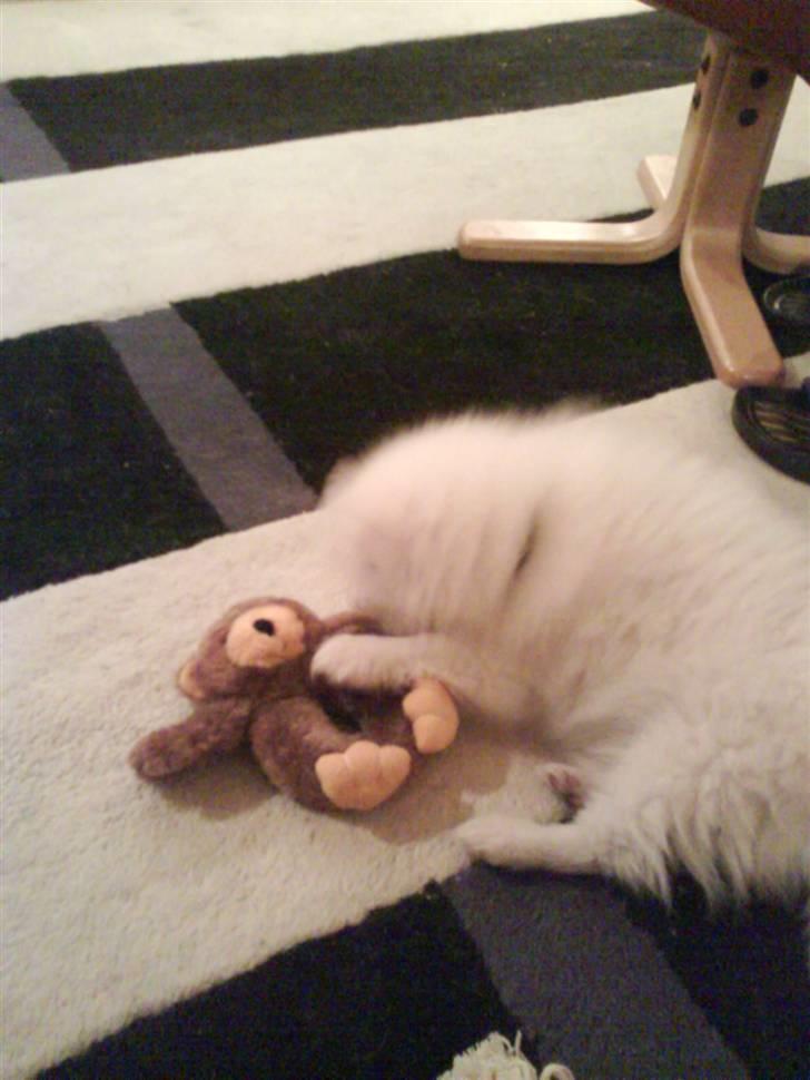 Japansk spids balou i himmelen 2008 :(  billede 8