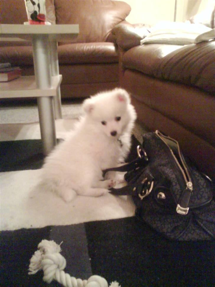 Japansk spids balou i himmelen 2008 :(  billede 9