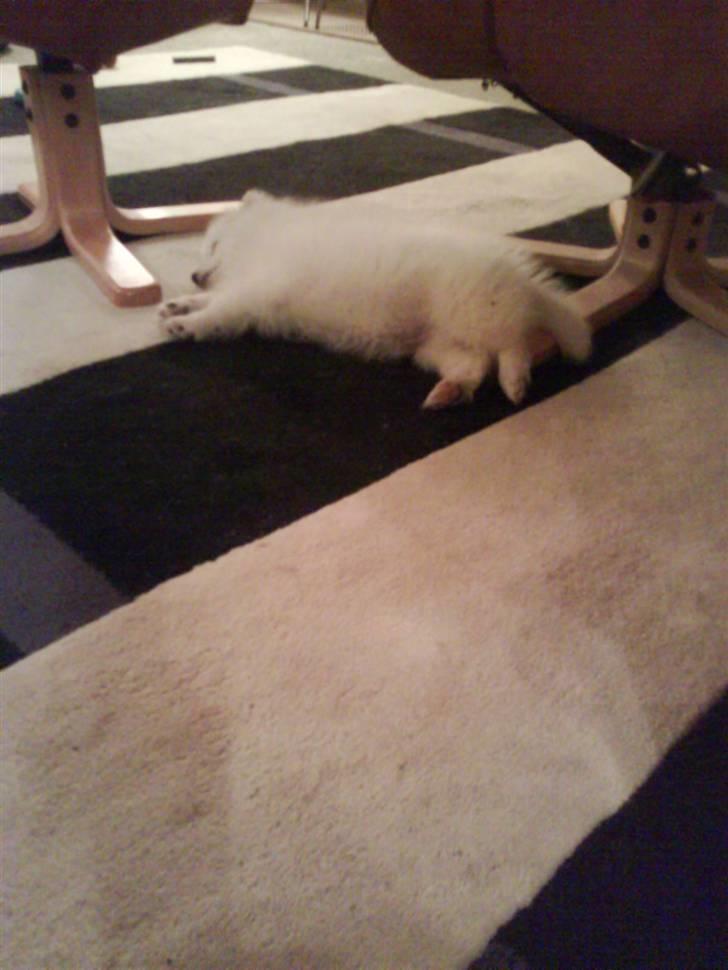 Japansk spids balou i himmelen 2008 :(  billede 10