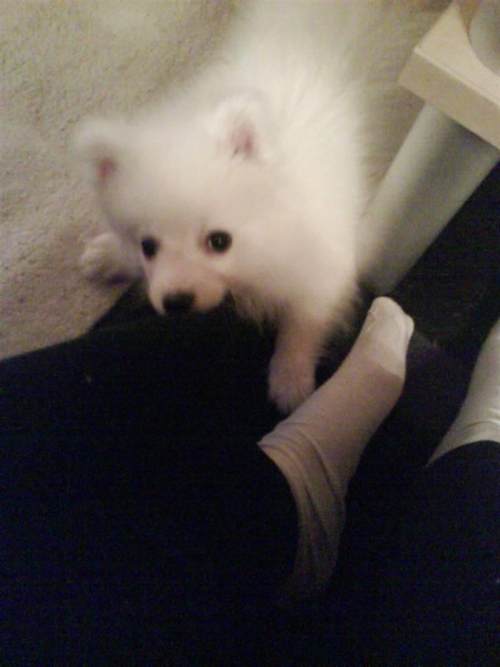 Japansk spids balou i himmelen 2008 :(  billede 11