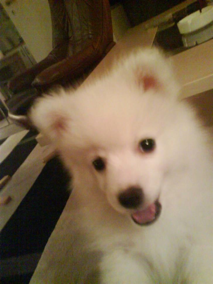 Japansk spids balou i himmelen 2008 :(  billede 12